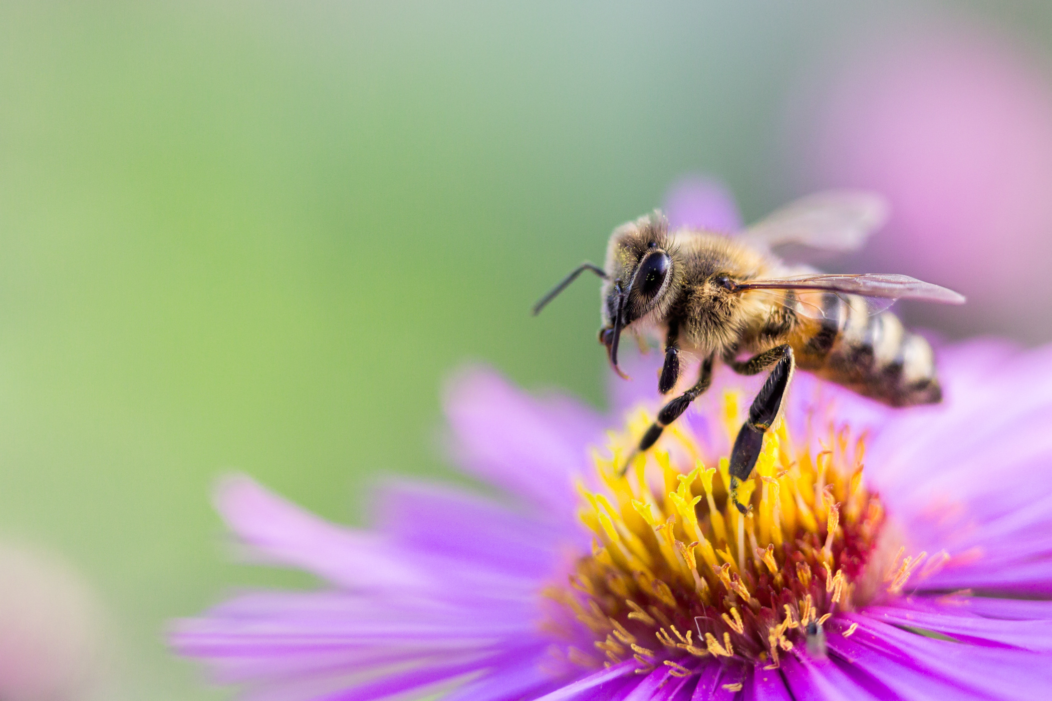 Bee on a Flower